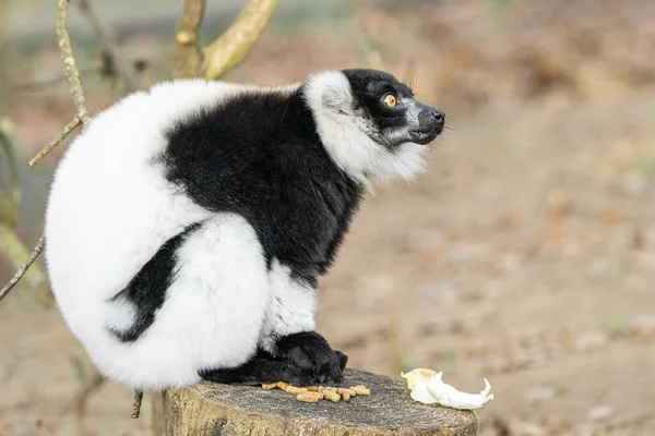 Lemur Ruffed Blanco Negro Madagascar Color — Foto de Stock