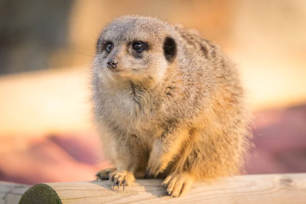 Meerket Agachado Log Olhando Redor Golden Hour — Fotografia de Stock