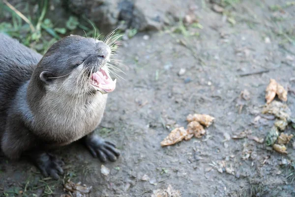 Close Otter Its Mouth Open Landscape Orientation — Stock Photo, Image
