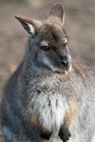 Close Wallaby Front Orientação Retrato — Fotografia de Stock