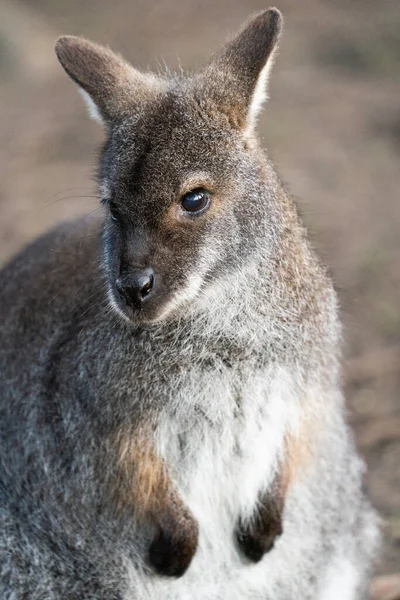 Een Close Van Een Wallaby Front Portret Oriëntatie — Stockfoto