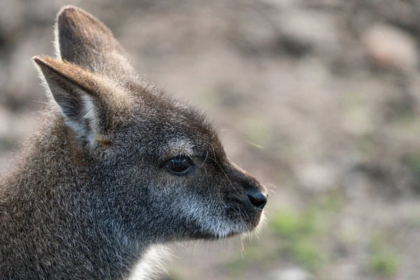 A Close Up Of A Wallaby\'s Head, Side On, Landscape Orientation