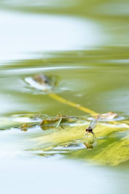 Kanaldaki Lily Pad 'in üzerindeki bir yusufçuğa yakın çekim, yüksek anahtar, portre oryantasyonu