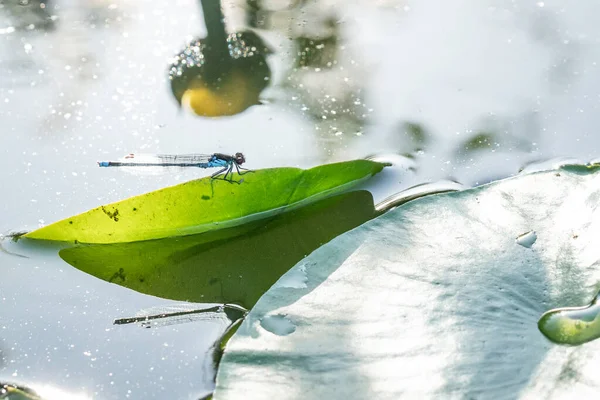 Közelkép Egy Szitakötő Egy Lily Pad Egy Csatornában Táj Tájékozódás — Stock Fotó