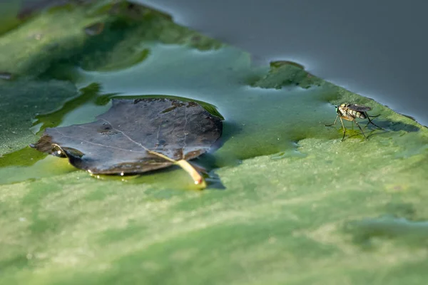 Makró Szúnyog Egy Lily Pad Fényes Napsütésben Táj Orientáció — Stock Fotó