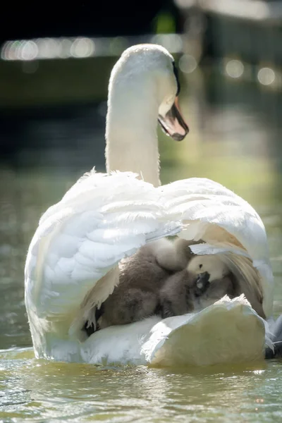 Close Swan Nesoucí Několik Cygnets Zádech Portrét Orientace — Stock fotografie