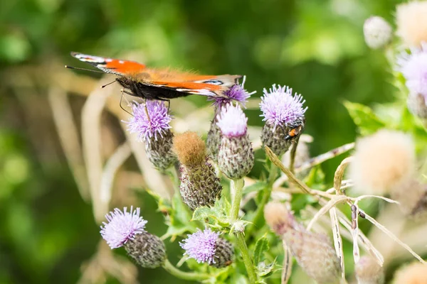 Macro Papillon Paon Européen Sur Chardon Orientation Paysage — Photo