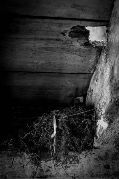 Ein Vogelnest Unter Dielen Und Holzbalken Schwarz Und Weiß — Stockfoto
