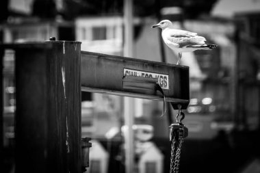 Balıkçılık Malzemelerinin Üzerinde Oturan Bir Martı Deniz Kenarı, Manzara Yönlendirmesi