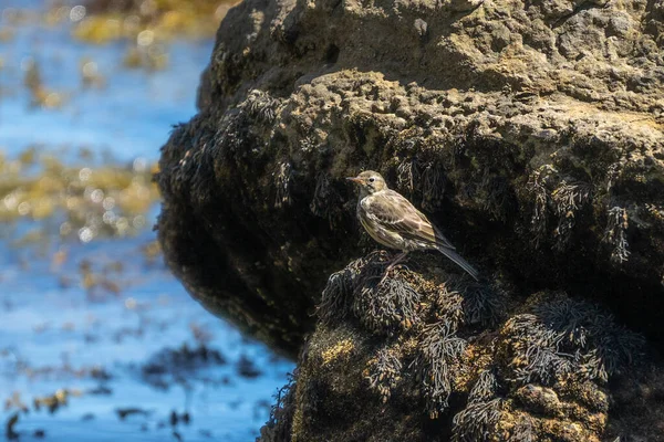 Eine Bachstelze Auf Einem Mit Algen Bedeckten Felsen Meer Orientierung — Stockfoto