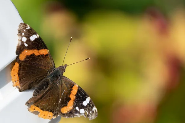 Gros Plan Papillon Amiral Rouge Orientation Paysage — Photo