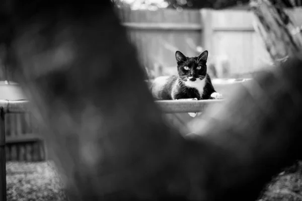 A Black And White Cat Laying On A Trampoline, Shot Through Branches Of A Tree, Cute