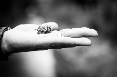 Bir salyangoz avucunun içinde kabuğundan çıkıyor.