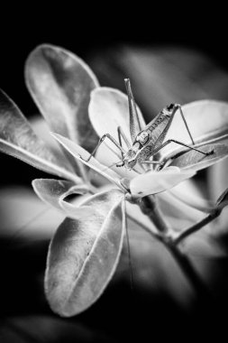 Bir Bitkinin Ucundaki Çekirge, Yakın Çekim, Portre Yönlendirme