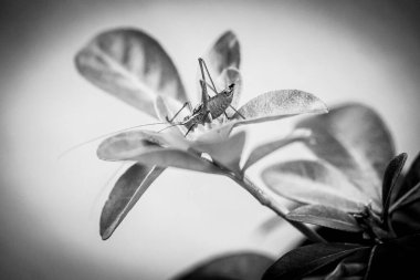 Bir bitkinin ucunda bir çekirge, yakın plan, manzara oryantasyonu