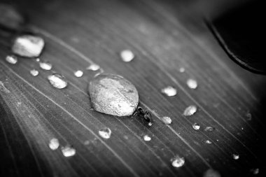 Su damlacıkları ve peyzaj yönüyle yapraklı bir karınca makrosu.