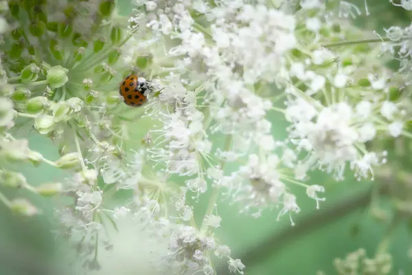 A Close Up Of A Ladybird On A Plant, Landscape Orientation