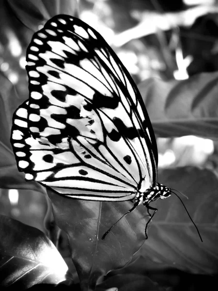 Schmetterling mit beschädigtem Flügel — Stockfoto