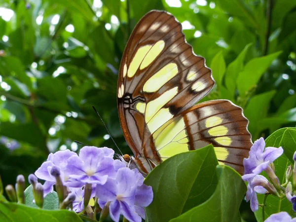 Papillon jaune sur une fleur pourpre — Photo