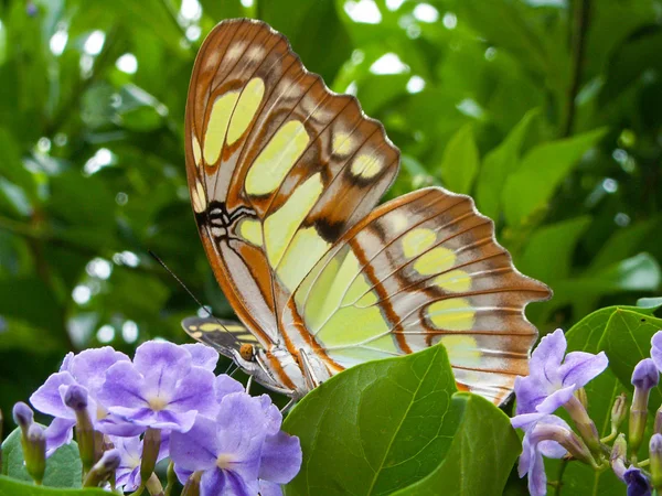 Papillon jaune sur une fleur pourpre — Photo