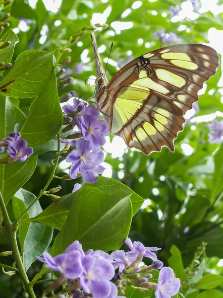 Papillon jaune et une fleur pourpre — Photo