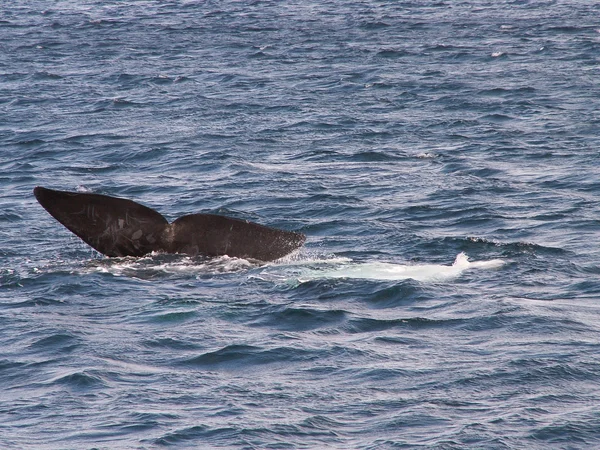Barbatana de cauda de baleia — Fotografia de Stock