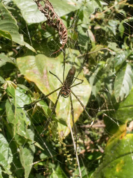 Araña con su bebé —  Fotos de Stock