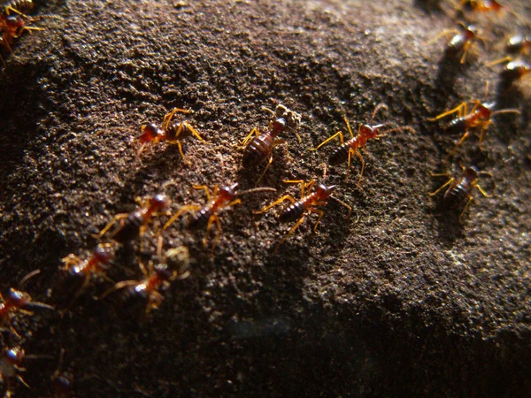 Termite Trail Macro — Stock Photo, Image