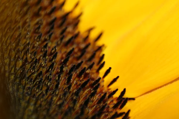 Girasol macro — Foto de Stock