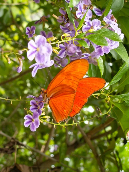 Papillon rouge sur fleur violette — Photo