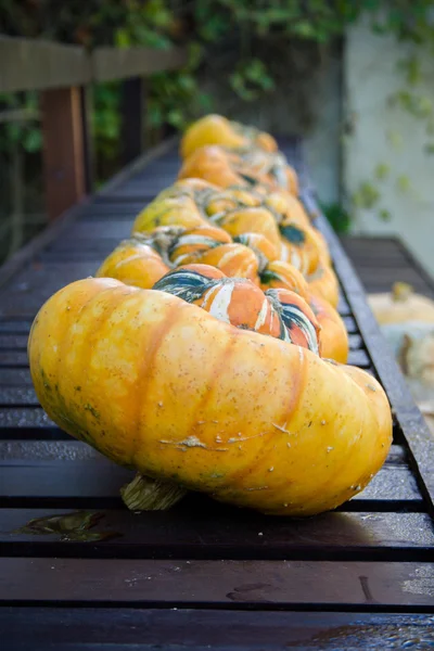 Pumpkins In A Row On Bench — Stock Photo, Image