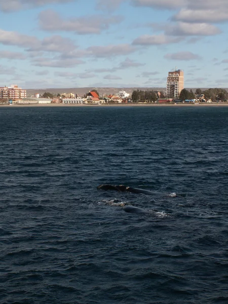 Pair Of Right Whales — Stock Photo, Image