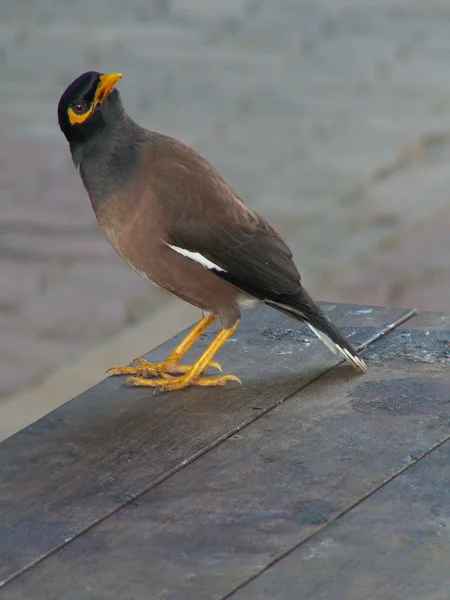 Myna pássaro olhando em volta — Fotografia de Stock