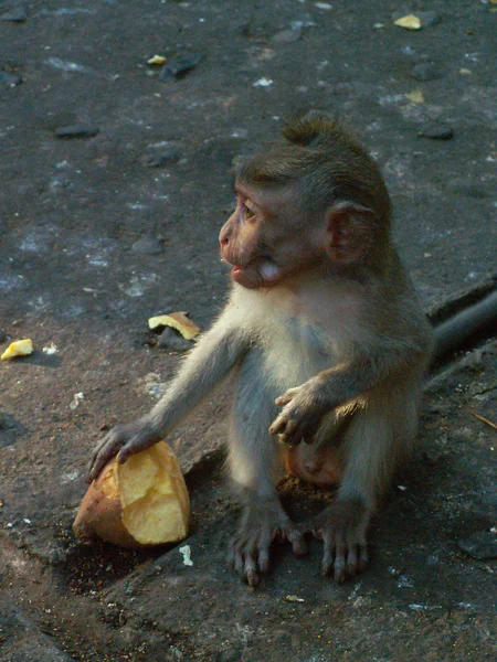 Mono con comida — Foto de Stock