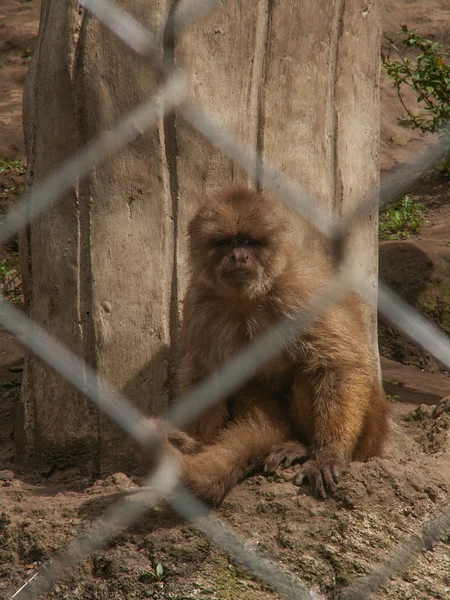 Mono detrás de la jaula — Foto de Stock
