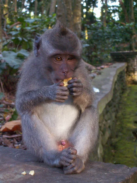 Mono comiendo en una pared — Foto de Stock