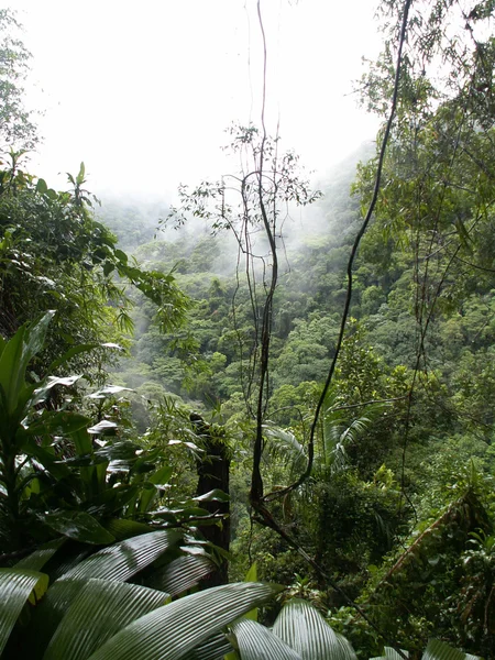 霧の熱帯雨林 — ストック写真