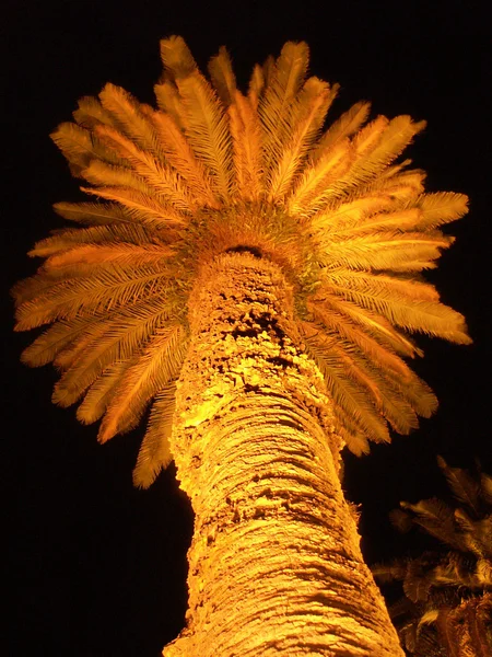 Geceleri yanan palmiye ağacı — Stok fotoğraf
