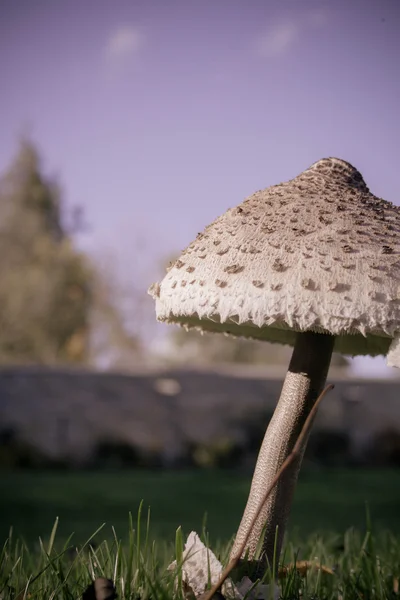 Winkelpilz — Stockfoto