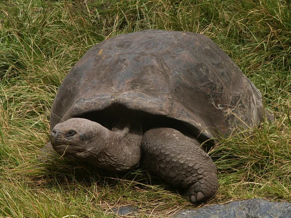 Galapagos sköldpadda — Stockfoto