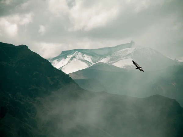Condor över colca canyon — Stockfoto