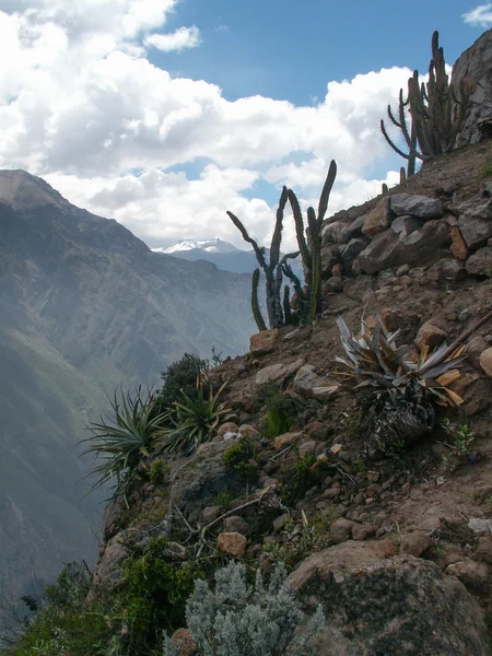 Cacti nad kanionem Colca — Zdjęcie stockowe