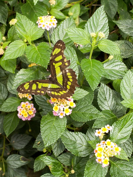 Papillon sur la plante — Photo