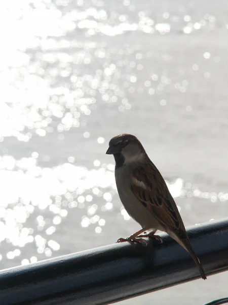 Bird On A Rail — Stock Photo, Image