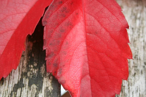 Herfstbladeren op een tafel — Stockfoto