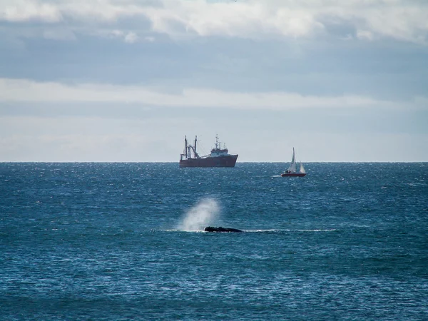 Right Whale Surfacing Spray And Ship — Stock Photo, Image