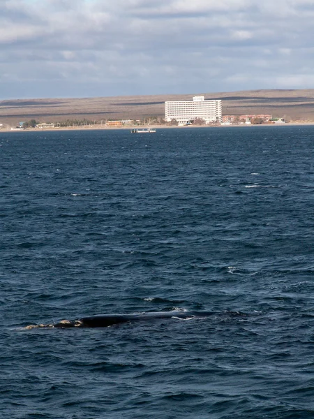 Right Whale Puerto Madryn — Stock Photo, Image