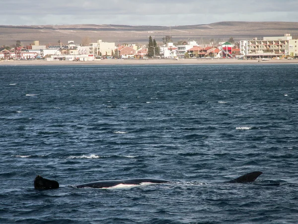 Right Whale Length — Stock Photo, Image