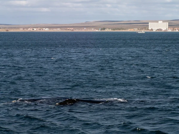 Right Whale At Puerto Madryn — Stock Photo, Image