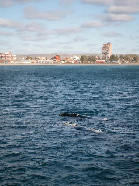 Pair of Right Whales In Front Of Puerto Madryn — Stock Photo, Image